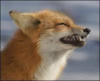 На Рівненщині мисливці вполювали  скажену лисицю