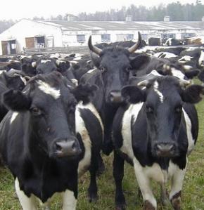На Рівненщині зменшується поголів’я корів