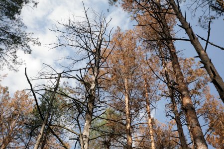 В Україні масово загинули дерева на площі майже 400 тисяч гектарів