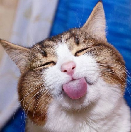 Чому кіт показує язика?