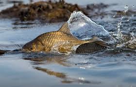 Від сьогодні на Рівненщині встановлюється весняно-літня заборона на лов водних біоресурсів