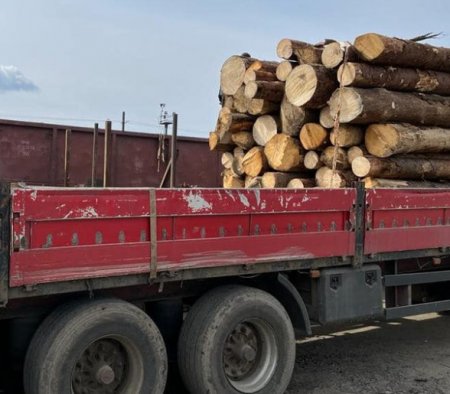 Понад 1000 кубометрів деревини відправили із Закарпаття в Миколаївську і Дніпропетровську області