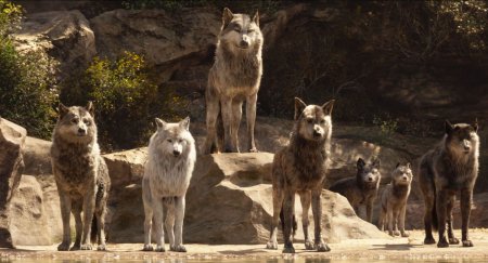 Анекдот про вовків і собаку, складений на реальних фактах про одного з Рівненських екс-чиновників