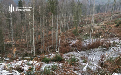 ДБР викрило масштабну незаконну рубку лісу на Закарпатті
